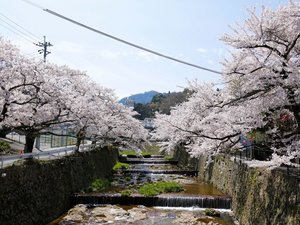 【周辺・景観】ねね橋付近の桜風景は、春の訪れを感じさせる美しい景色が広がります