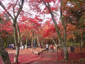 【周辺・景観】真っ赤に色づいたもみじが一望できます。秋の深まりを感じさせる美しい瞬間です