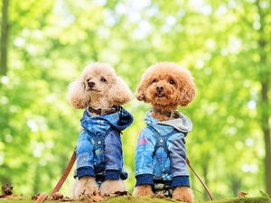 【DOG×STAY】八幡平の大自然をワンちゃんとお楽しみください。