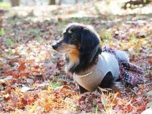 秋のひだまりで日向ぼっこする小型犬