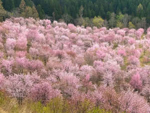 裏磐梯の桜峠(イメージ)
