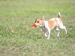 ドッグランで遊ぶわんちゃん(イメージ)