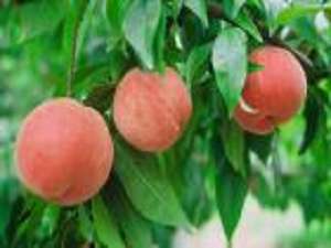 生産高日本一の桃！さわやかな果樹園で桃狩りを楽しめる