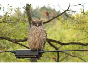 当館に遊びに来るシマフクロウです。