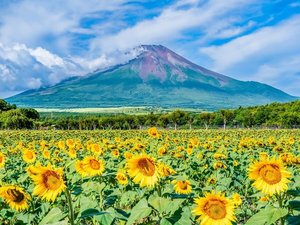 花の都公園 夏から秋の様子