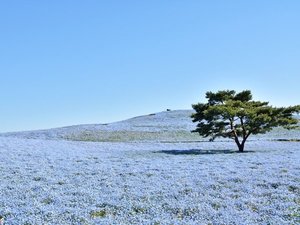 【久慈サンピア日立】周辺の観光◆国営ひたち海浜公園*ネモフィラ(4月中旬頃)…車で約30分