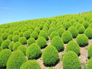 【久慈サンピア日立】周辺の観光◆国営ひたち海浜公園*コキア(8月中旬頃)…車で約30分