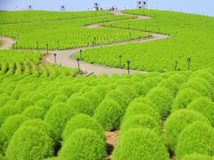 【久慈サンピア日立】周辺の観光◆国営ひたち海浜公園*コキア(8月中旬頃)…車で約30分