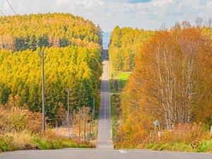 ジェットコースターの路(秋)