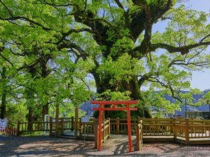 樹齢1600年 日本一の「蒲生の大楠」