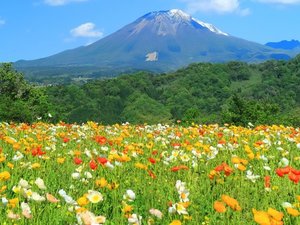 【当館から車で約20分】大山を背景に、四季折々の花が咲き誇る日本最大級の「とっとり花回廊」