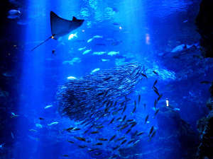 【京都水族館チケット付きプラン】