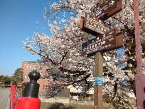 中橋から望む宮川の桜