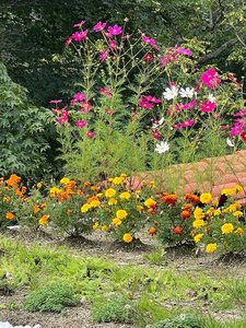 くるみヒュッゲリビングの草屋根