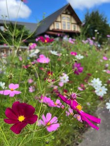 夏にはコスモスが満開