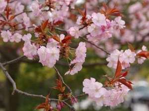 〇春爛漫