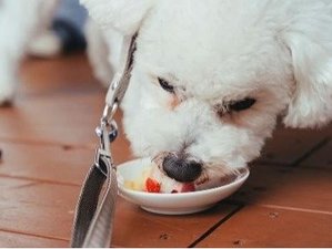【ペットと泊まれる宿】 ペットと過ごす幸せなひととき、愛と癒しの時間