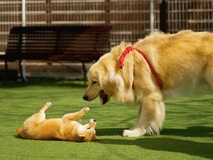 大型犬も小型犬も遊べる屋外ドッグランを設置しております♪