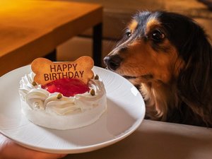 ワンちゃん用のケーキもお気軽にご相談くださいませ(別途料金/7日前迄に要相談)