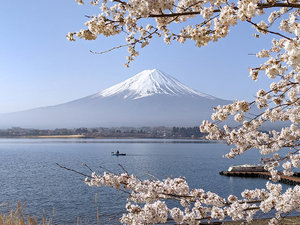 ・富士山と河口湖(春):湖畔でお花見もお楽しみいただけます