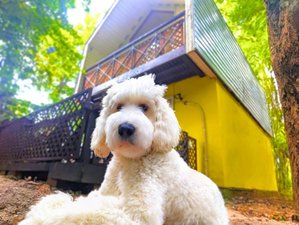 ペットプランなら大型犬でも何頭でも宿泊可能!