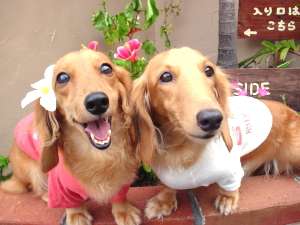 【ペットと泊まれる宿・ホテル・旅館】宮古島GuestHouse PARKSIDE