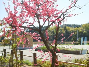 【周辺・景観】