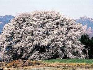 �y��S�s�̑���z�|�̑q�R������1.5�`��{���̖������̖�������400�N�̑���͖��N�����ȉԂ��炩����B