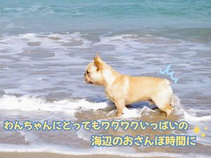 海沿い散歩が初体験のわんちゃんにとってはドキドキ!?ワクワク!?