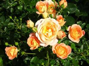 ホテルの庭に咲きほこる薔薇が自慢です