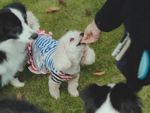 愛犬との滞在一例
