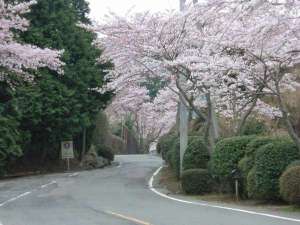 カドリーロードの桜