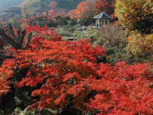 秋の強羅公園