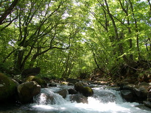 緑のトンネルで清流川遊び