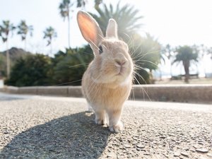 【大久野島】で出会える野うさぎたち。可愛い姿にほっこり癒されます。(フェリー乗り場までお車約25分)