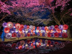 鬼怒川温泉夜桜ライトアップ〜鬼怒川万華郷〜