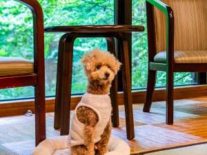 愛犬とお部屋でゆっくりお寛ぎください