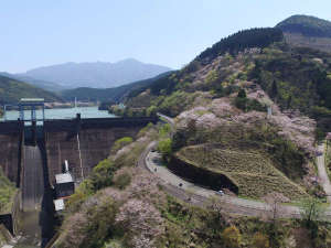 【市房ダム湖周辺の桜】(春頃)