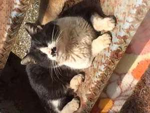 招き猫「うーちゃん」