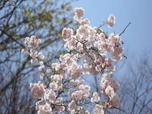 当館敷地内の桜が、奥飛騨の遅い春の訪れを告げます