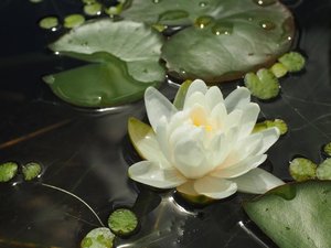 睡蓮鉢の睡蓮(マニー・サイアム)の花。季節のお花が庭を彩ります。