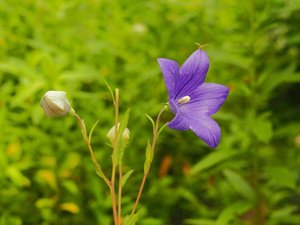 庭のお花