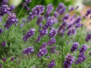 庭のお花