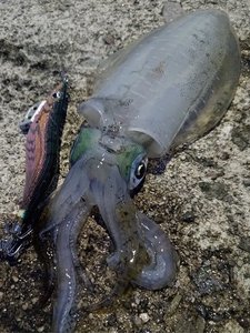 ���`�ɂĒނ�グ���������ł����A�I���C�J�����`�܂ŎԂłQ�O��