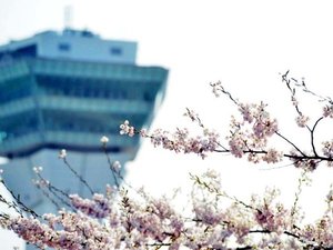 五稜郭タワー(桜)