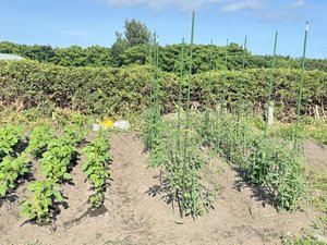 【PACO農園】私たちの手で野菜を育てています。収穫した野菜は朝食で提供いたします♪