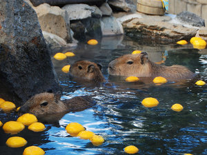 元祖カピパラの露天風呂!シャボテン動物公園。冬に見られる風物詩です♪