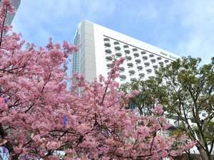当ホテルにある早咲きの河津桜、観光スポットになっています