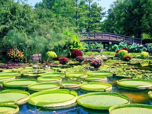 �y���ق���ԂŖ�20���z���Îs�������A�������݂��̐X