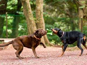 �X�̃h�b�O�����͂Q�����ɕ�����Ă���̂ŋ��Ȃ�񂿂���������܂�